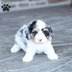 Archie, Cavapoo Puppy